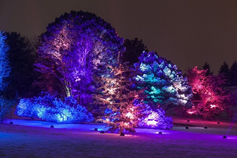 Подсветка деревьев зимой
