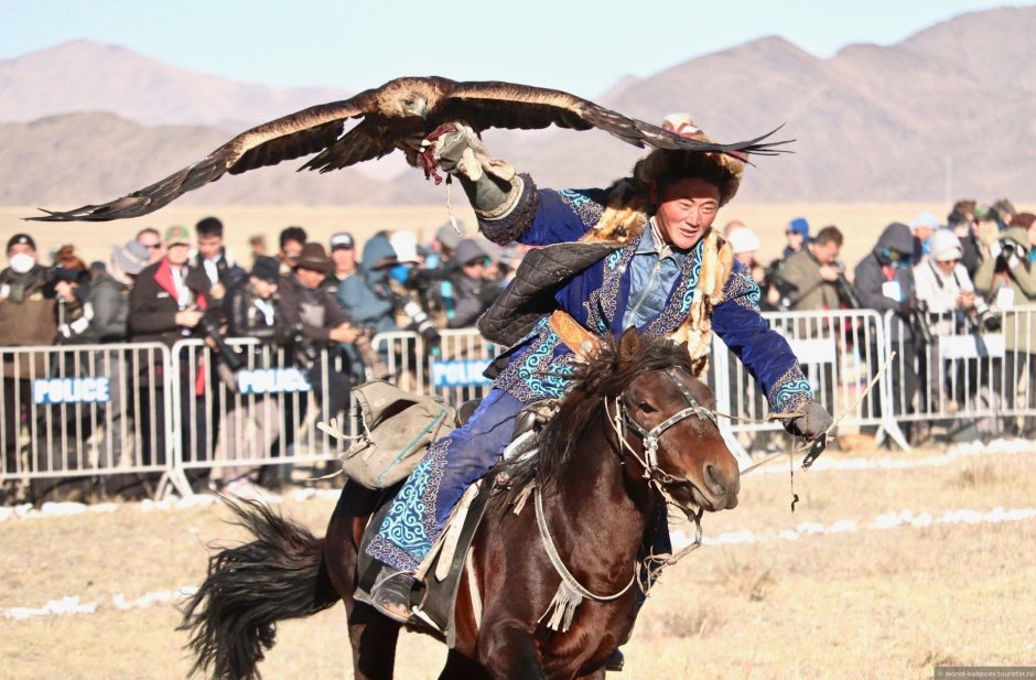 Беркут монгольский