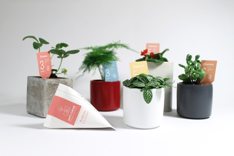 Plant Gifts to send