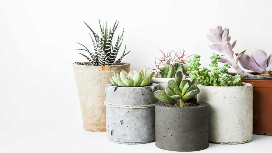 Cactus Pot горшки кактусы Суккуленты