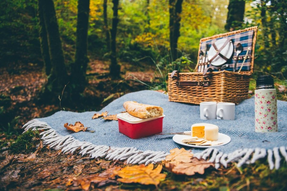 Пикник в лесу