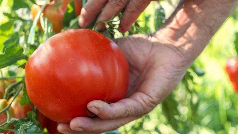 Праздник обкидывания помидорами в Испании