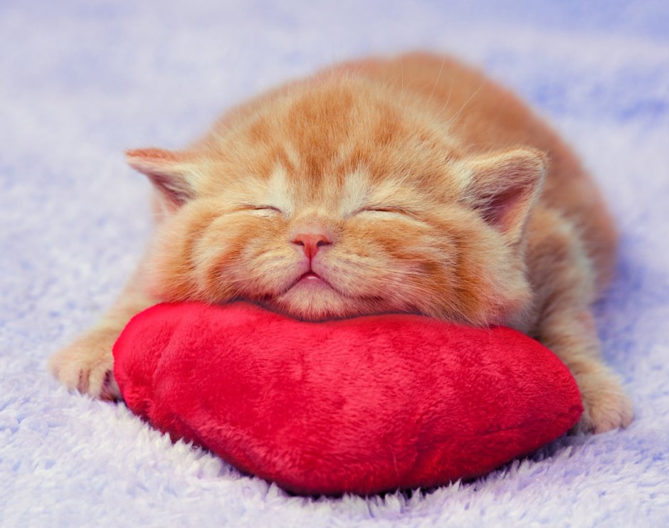 Кот спит на подушке