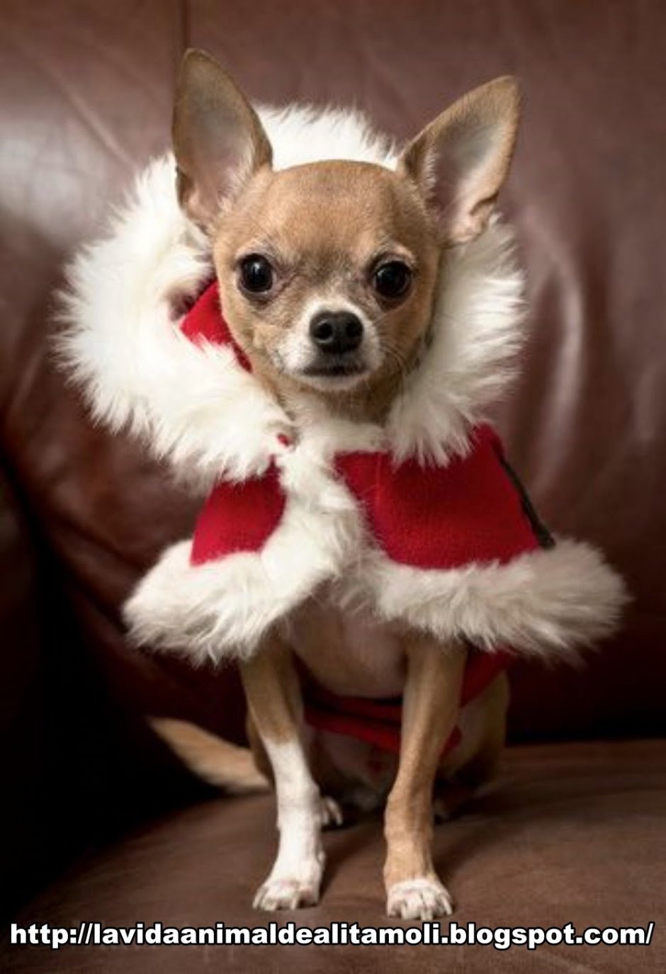 Новогодний костюм для собаки чихуа