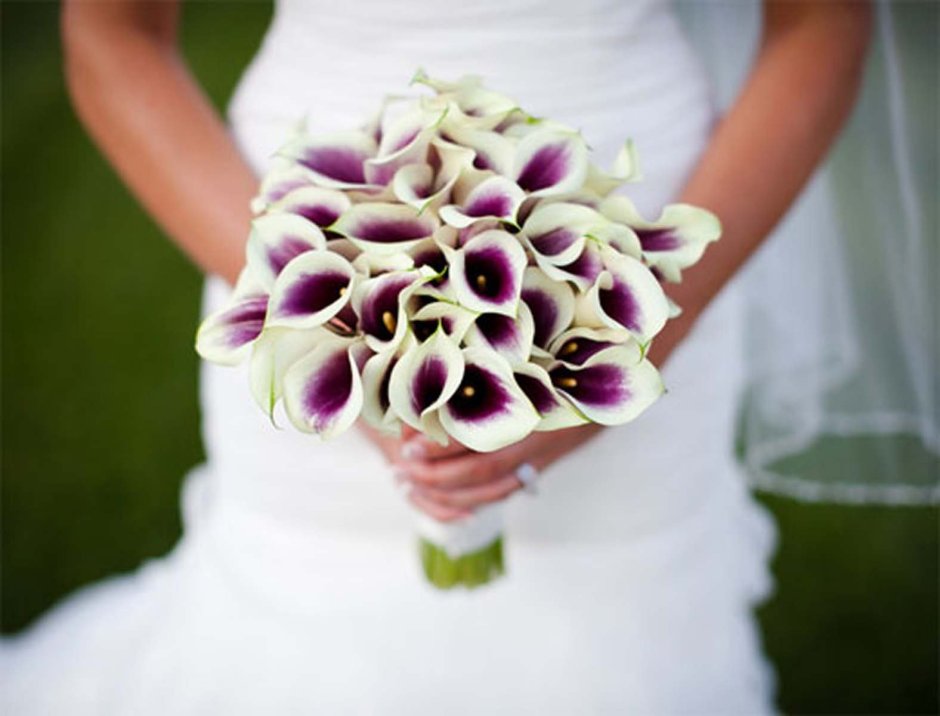 Фиолетовые каллы букет невесты