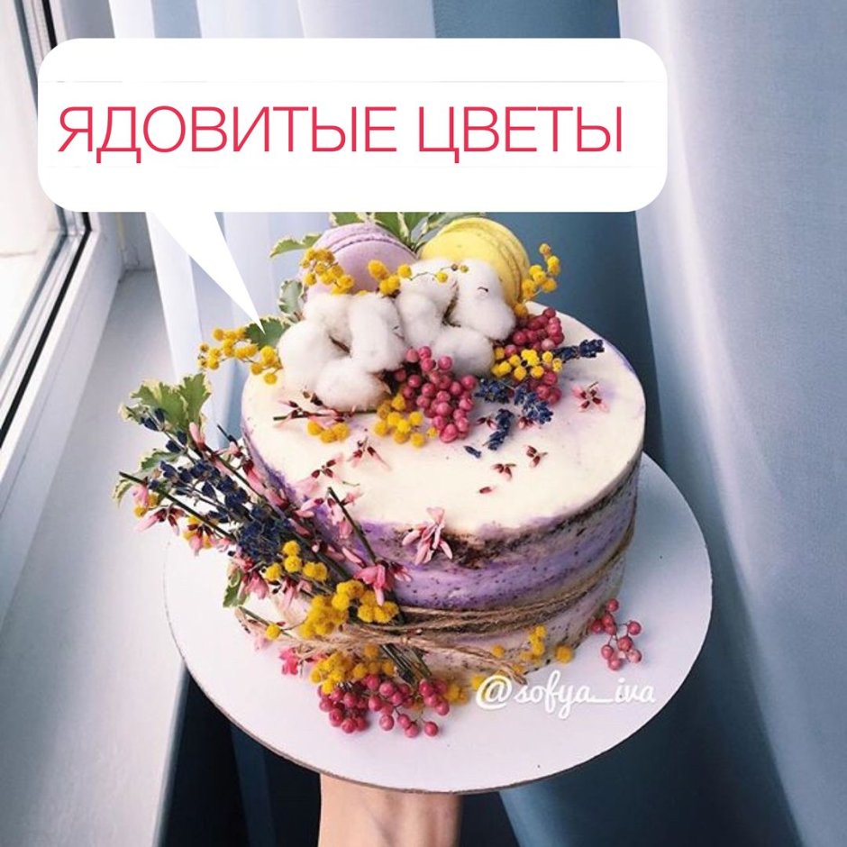 Реклама торта в Инстаграм
