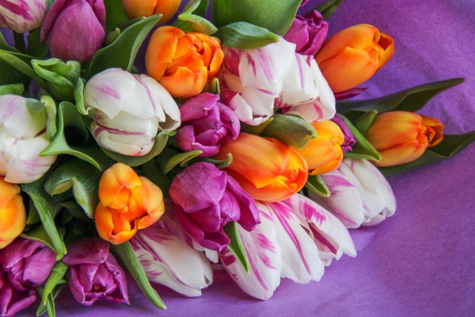 Красивые тюльпаны необычные