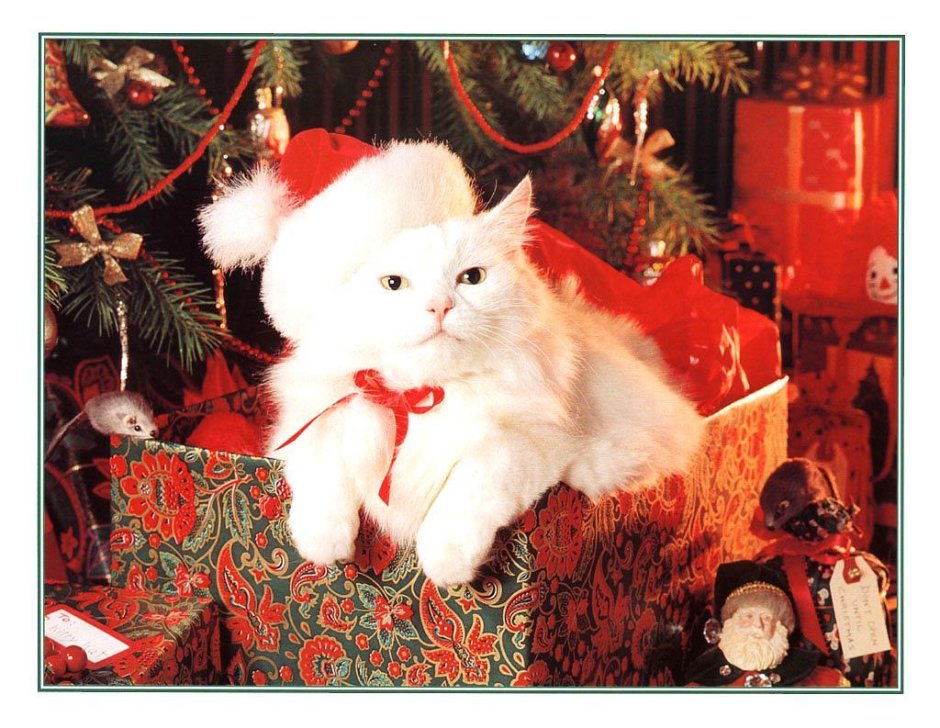 Котик в костюме Деда Мороза