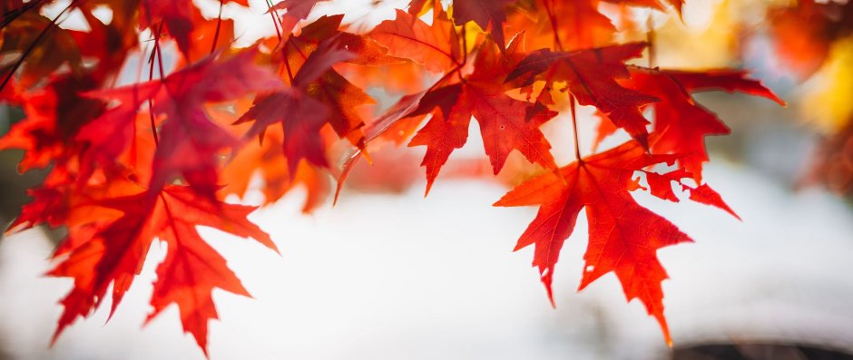 Ободок из листьев из фоамирана на праздник осени