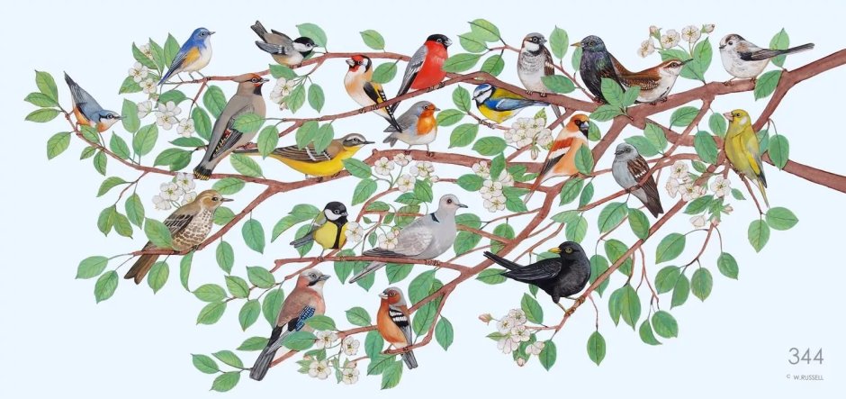 Разные птицы на дереве