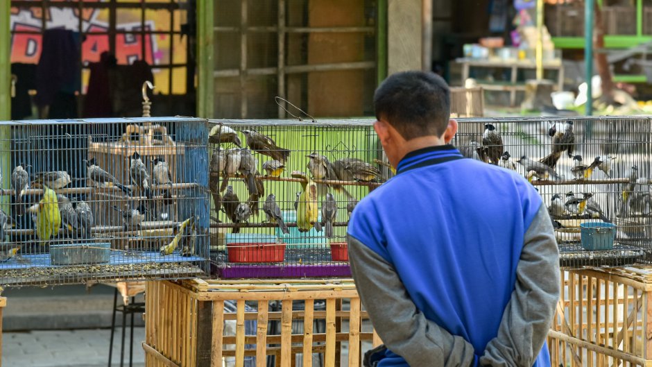 Птичий рынок Улан-Удэ на Мелькомбинате