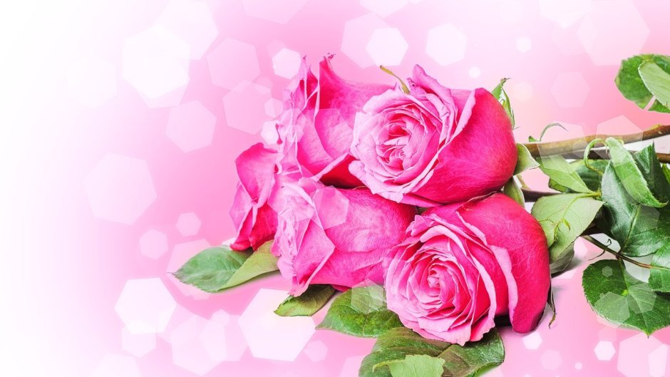Розовые розы фон для открытки