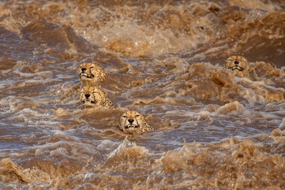 Гепарды переплывали реку кишащую крокодилами