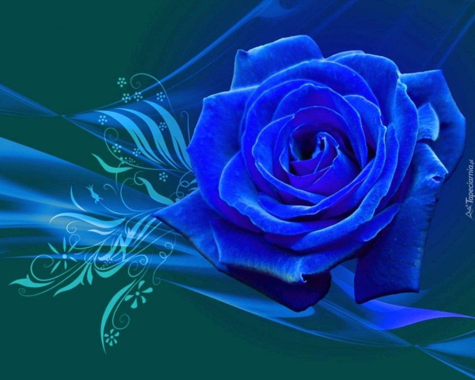 Синие бархатные розы