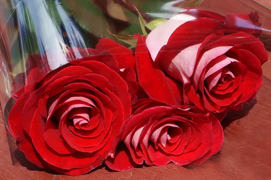 Красивая поздравительная роза для Гаяны