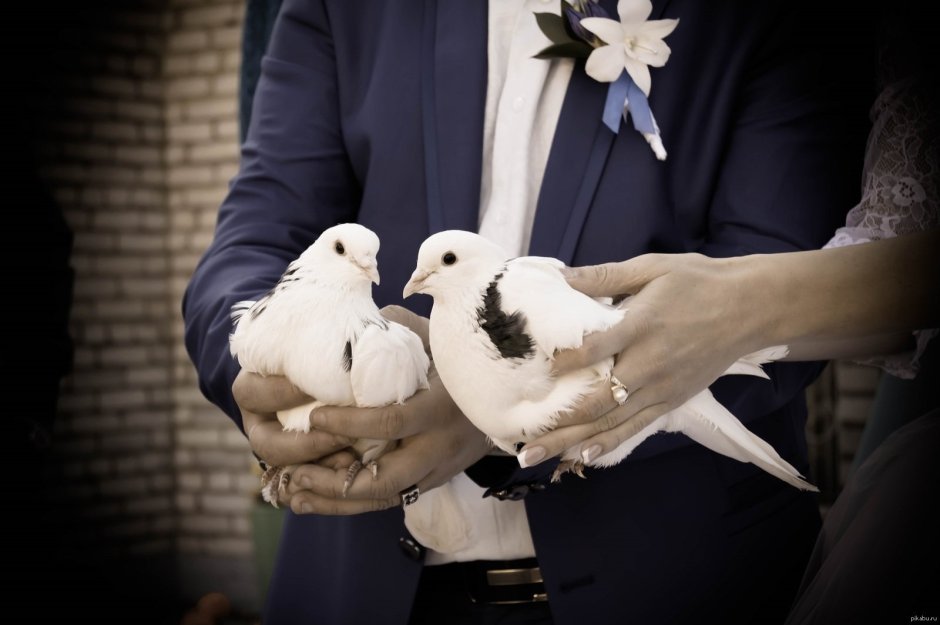 Свадебные голуби фото