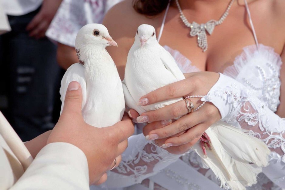 Свадебные голуби с кольцами