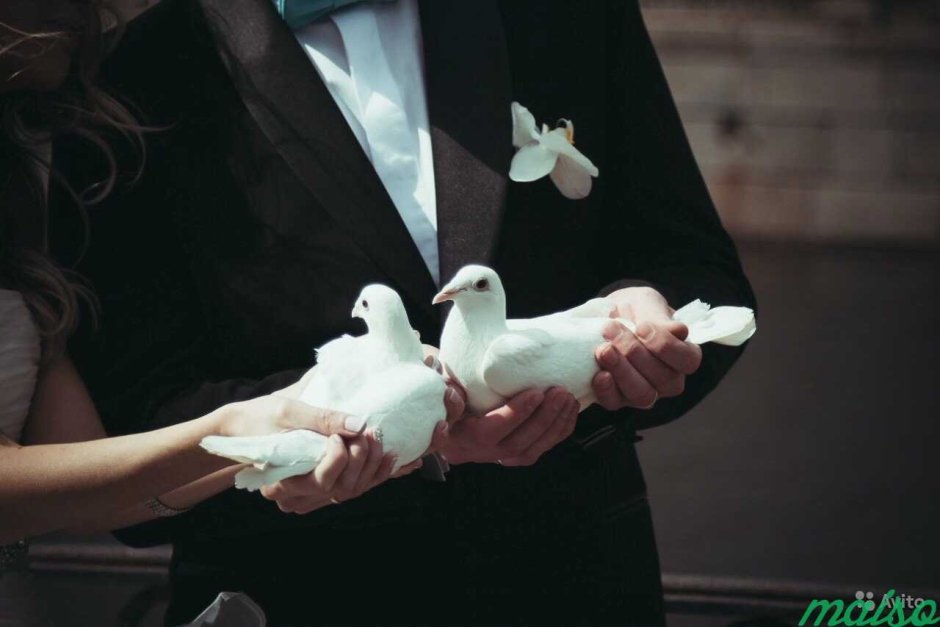 Белые голуби на свадьбу