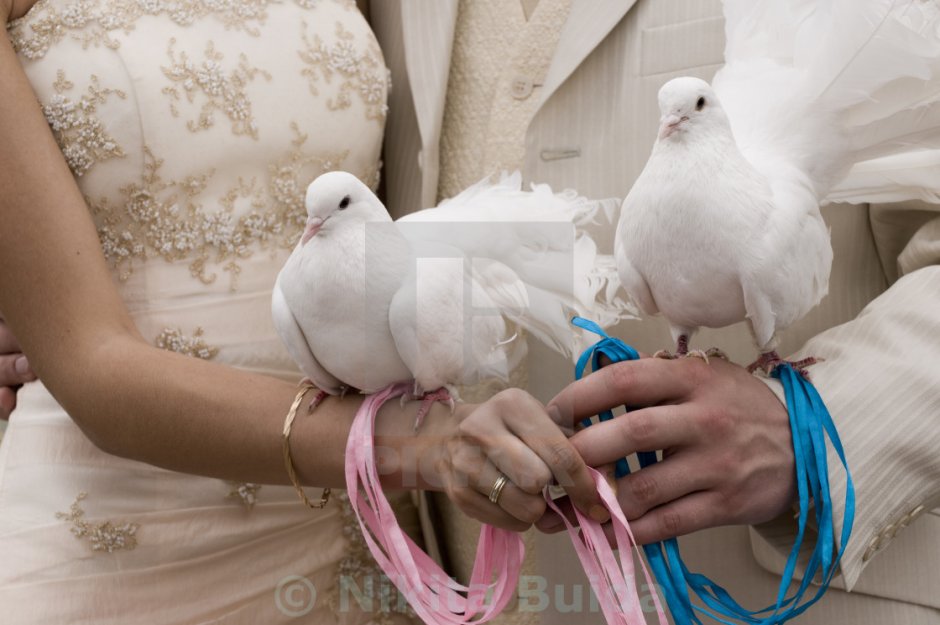 Белые голуби в руках свадьба