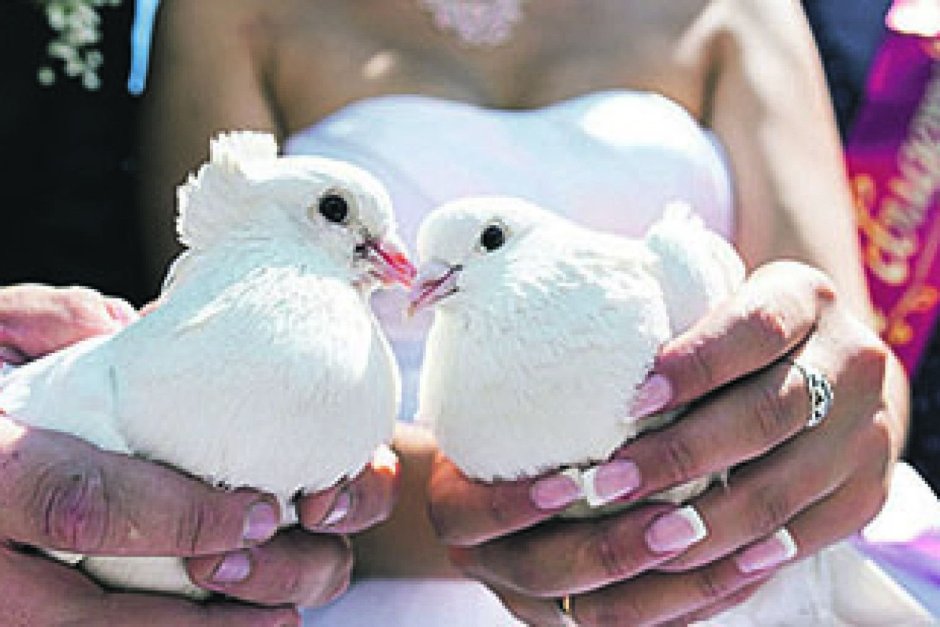 Зима свадьба белые голуби