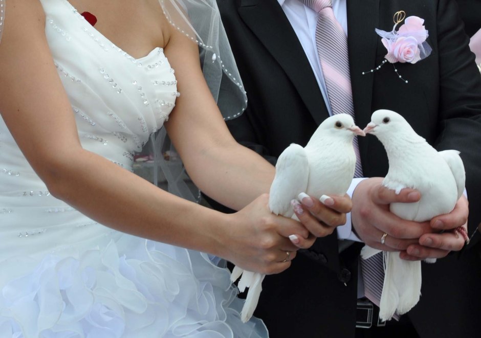 Красивые Свадебные голуби