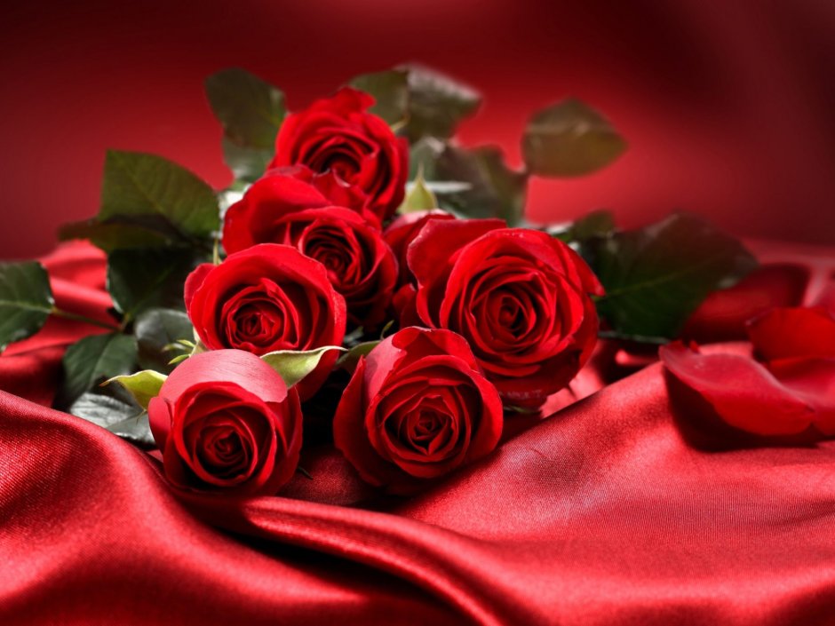 Роскошные красные розы