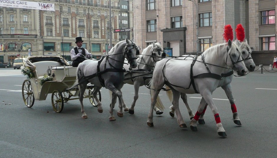 Лошадь запряженная в карету