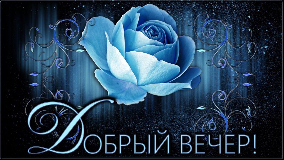 Голубые розы доброго вечера