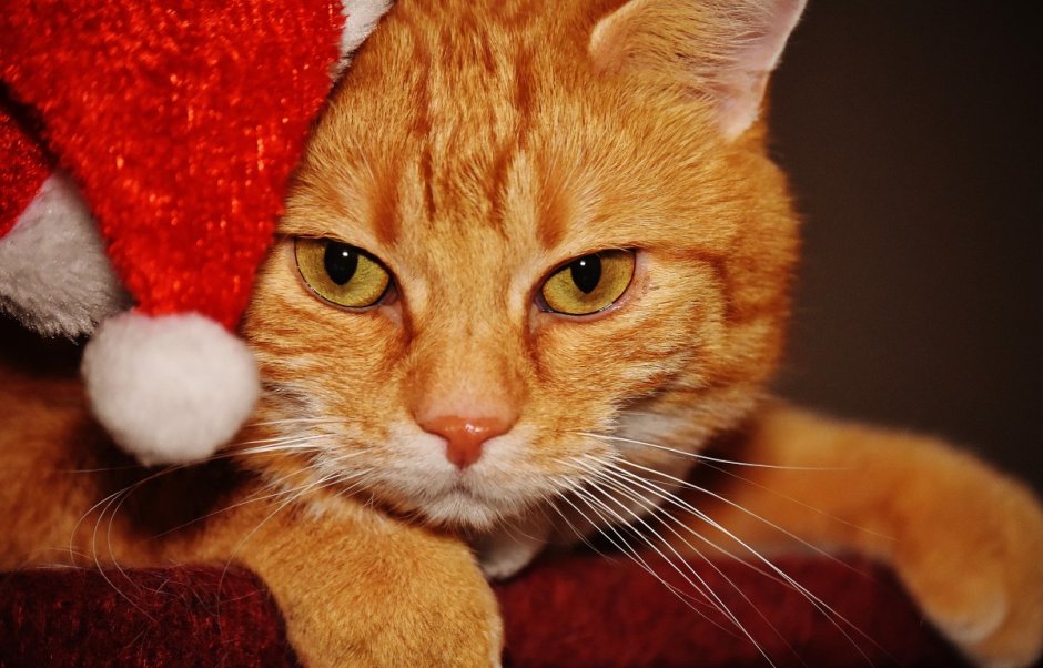 Новогодний рыжий котик