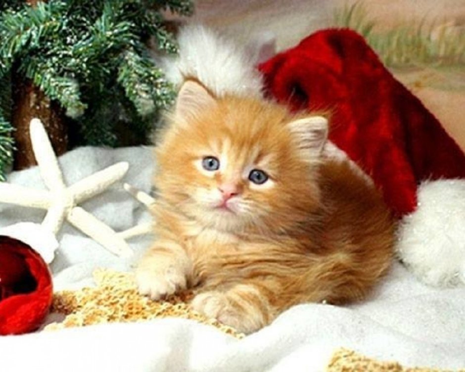 Новогодний рыжий котик