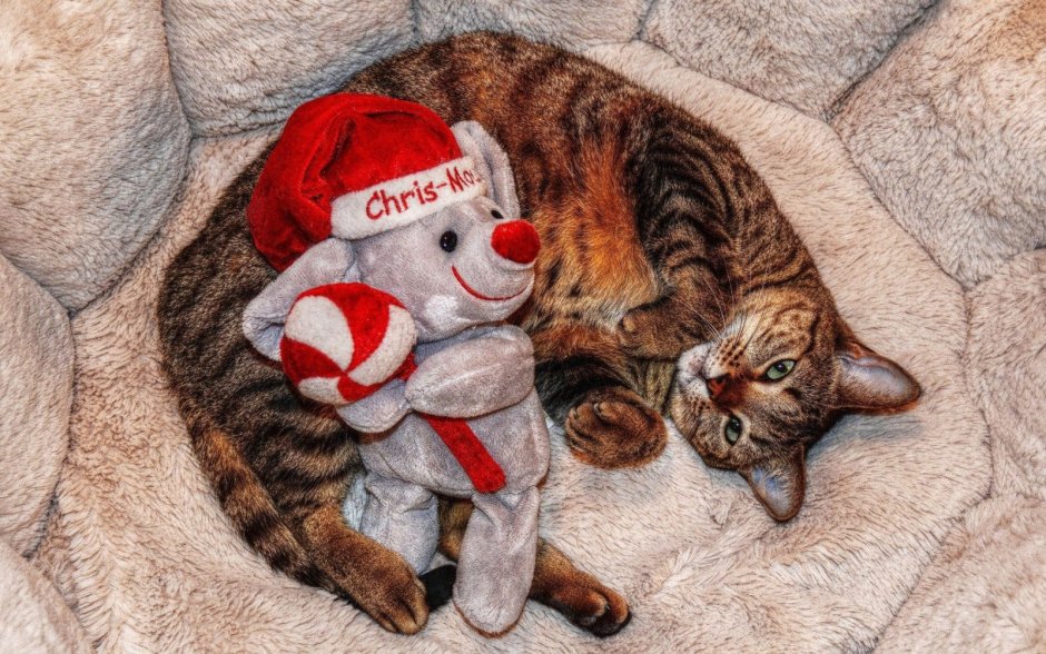 Кот с игрушкой в обнимку