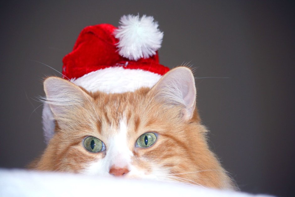 Котик в новогодней шапочке