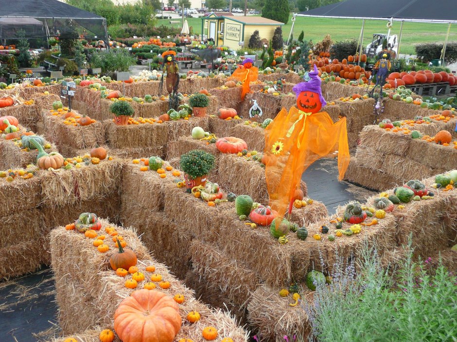 Осенние фермерские фестивали