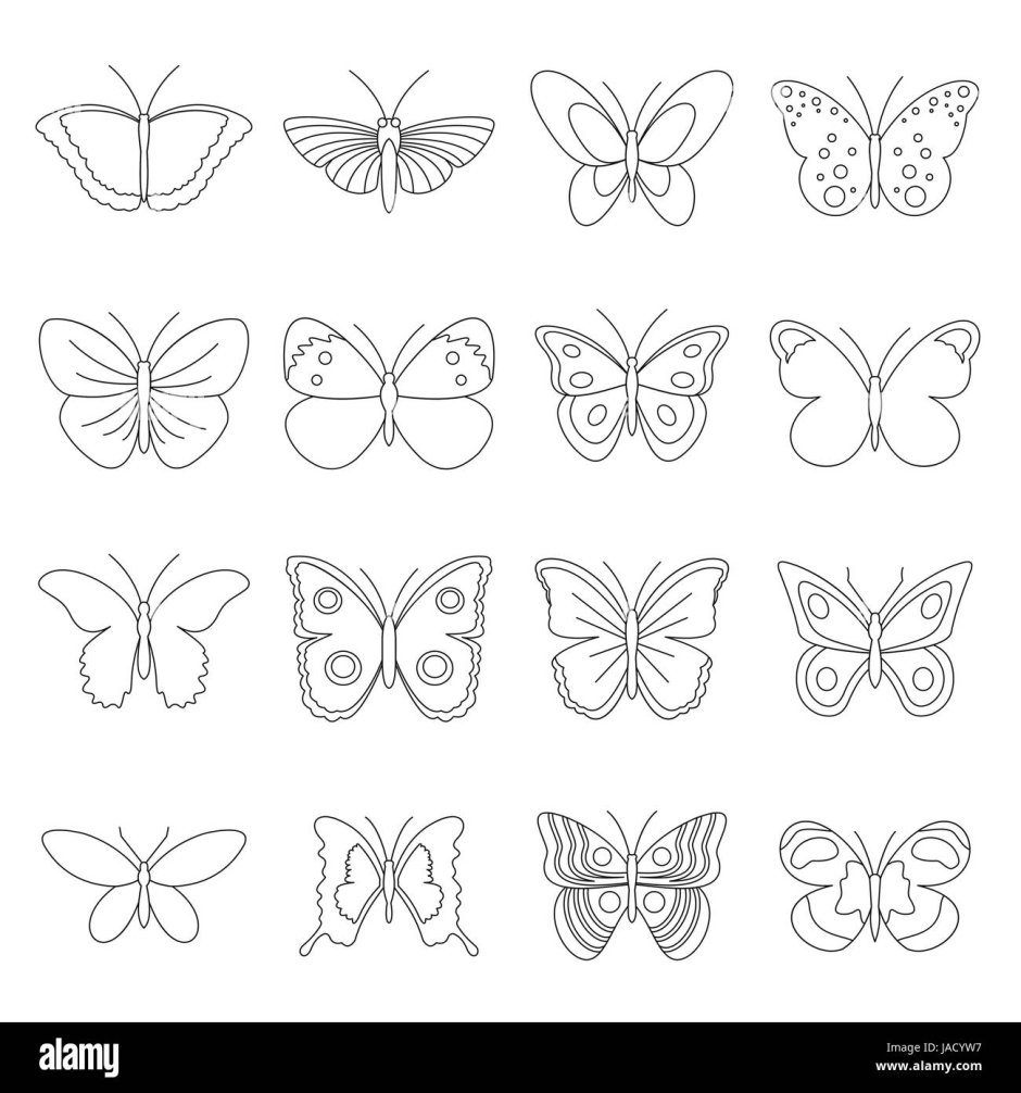 Бабочки контур вид спереди