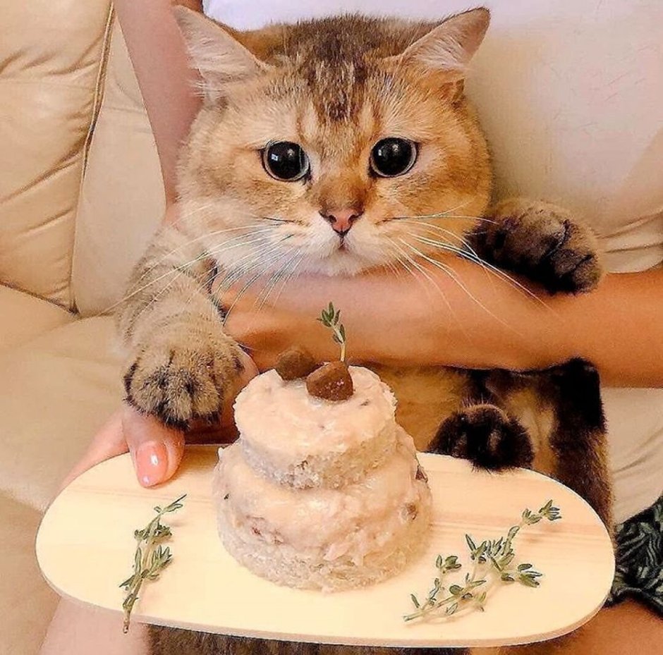 Торт с «котиком»