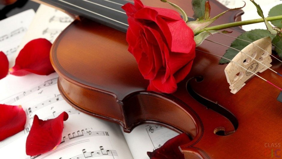 Скрипка и розы