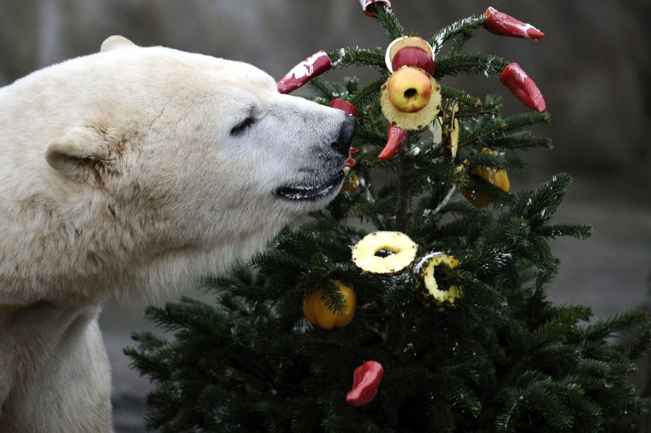 Белый медведь новый год