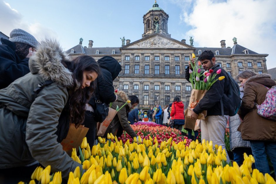 Парад тюльпанов в Голландии в 2020