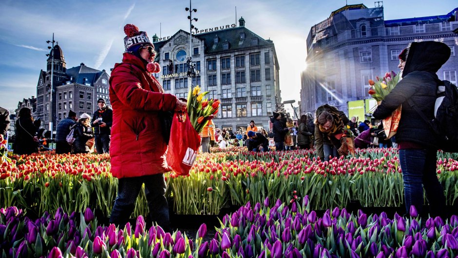 Тюльпаны в Амстердаме 1366х768