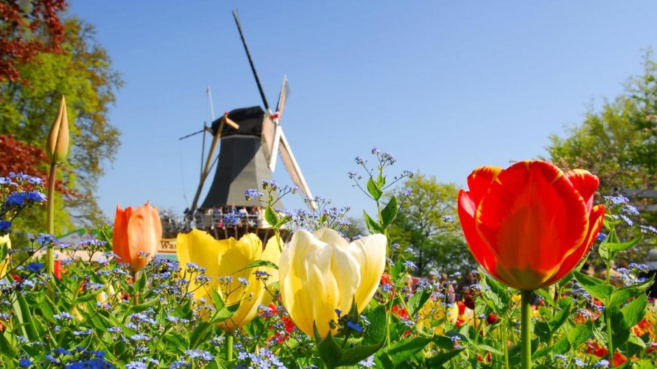 Фестиваль тюльпанов в Нидерландах рисунок