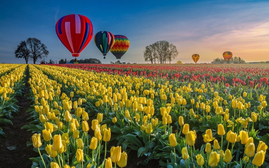 Голландия тюльпаны