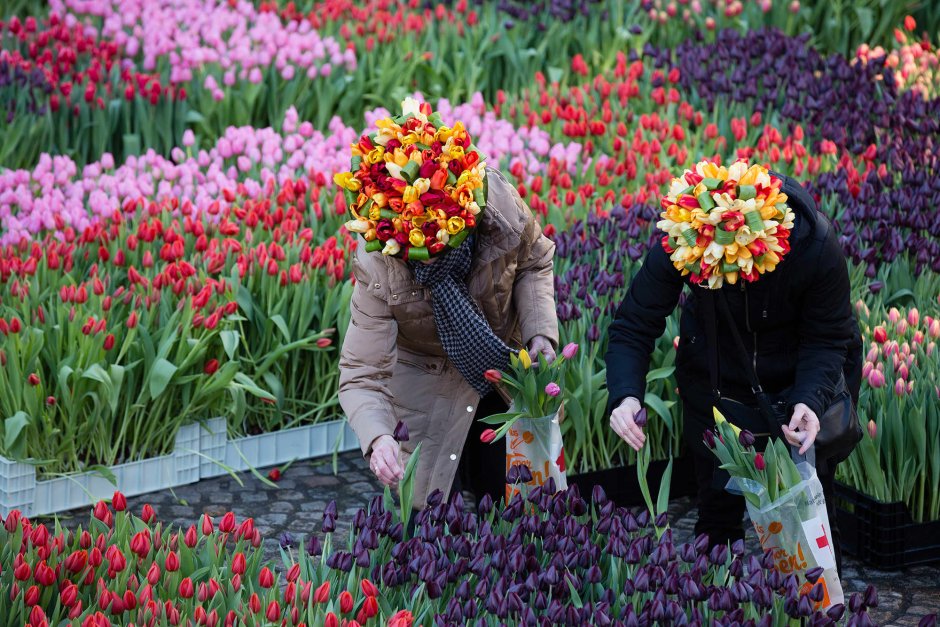Амстердам праздник тюльпанов