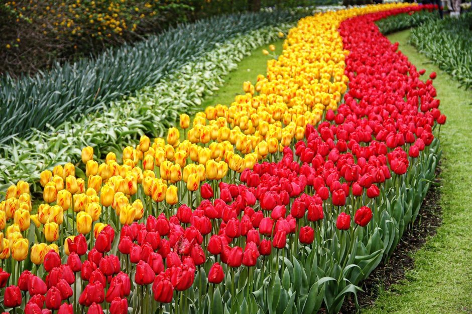Парад тюльпанов в Голландии