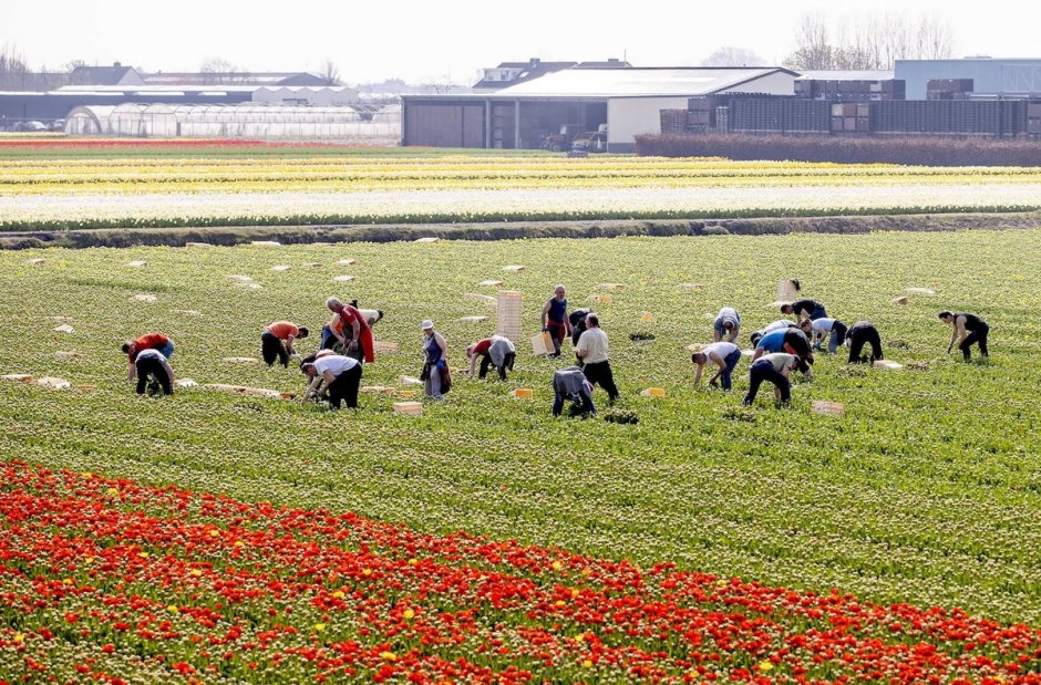 Фестиваль тюльпанов в Нидерландах 2022