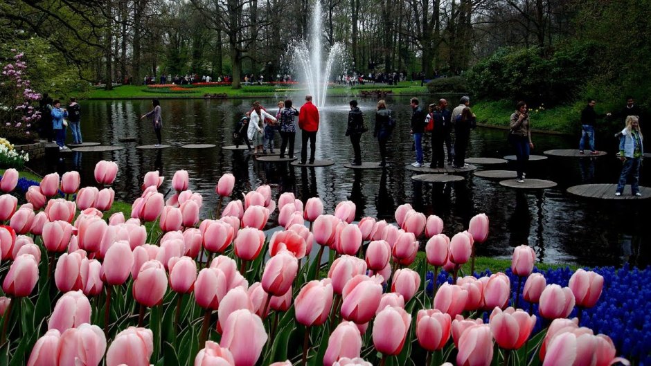 Королевский парк тюльпанов кёкенхоф, Голландия