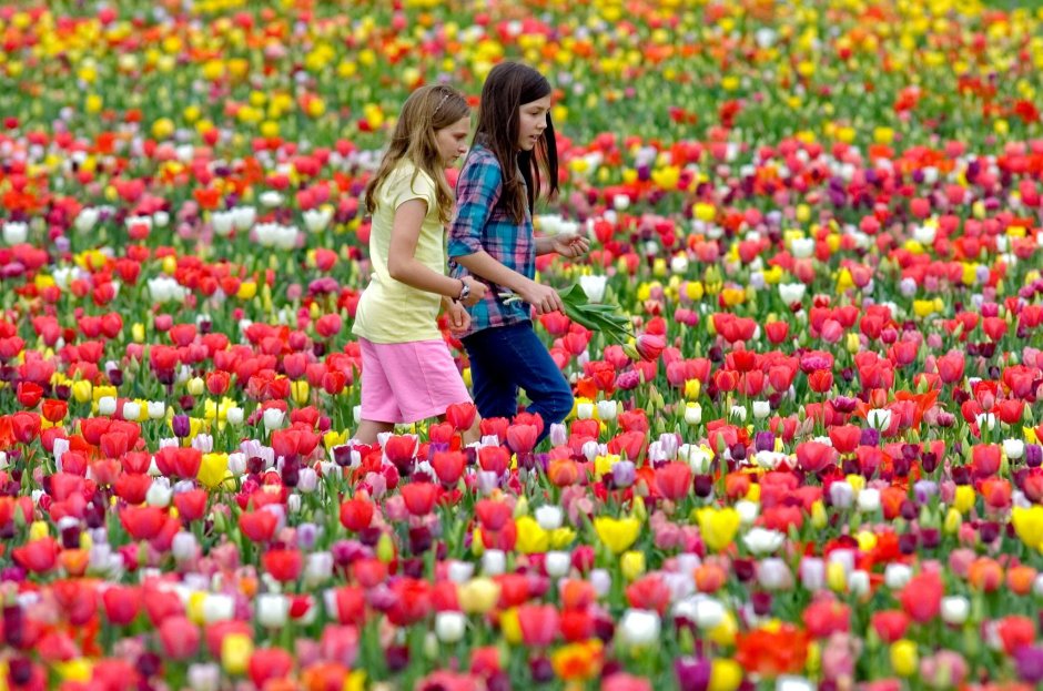 Поля тюльпанов и цветочный фестиваль
