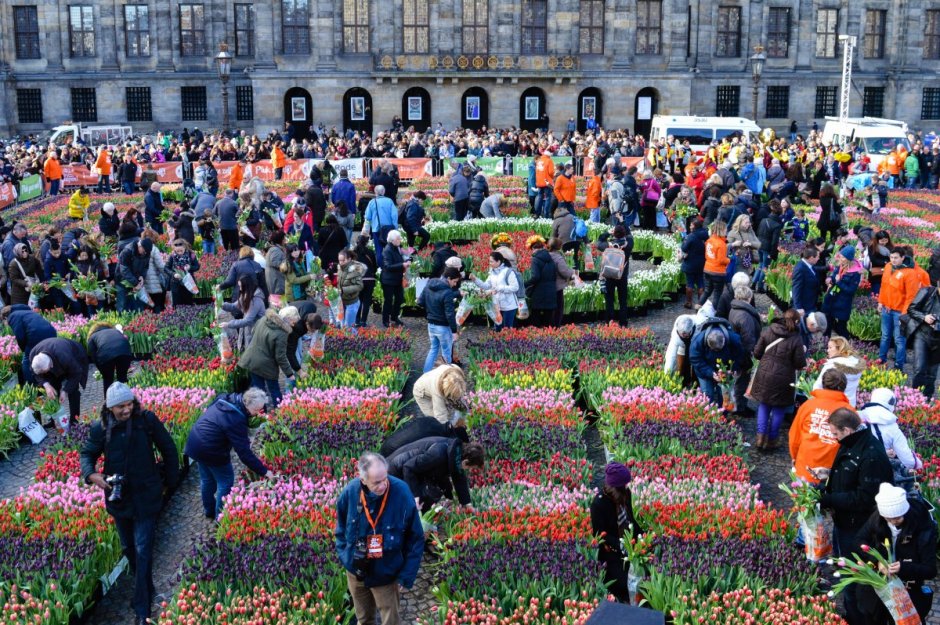Парад тюльпанов в Голландии 2021