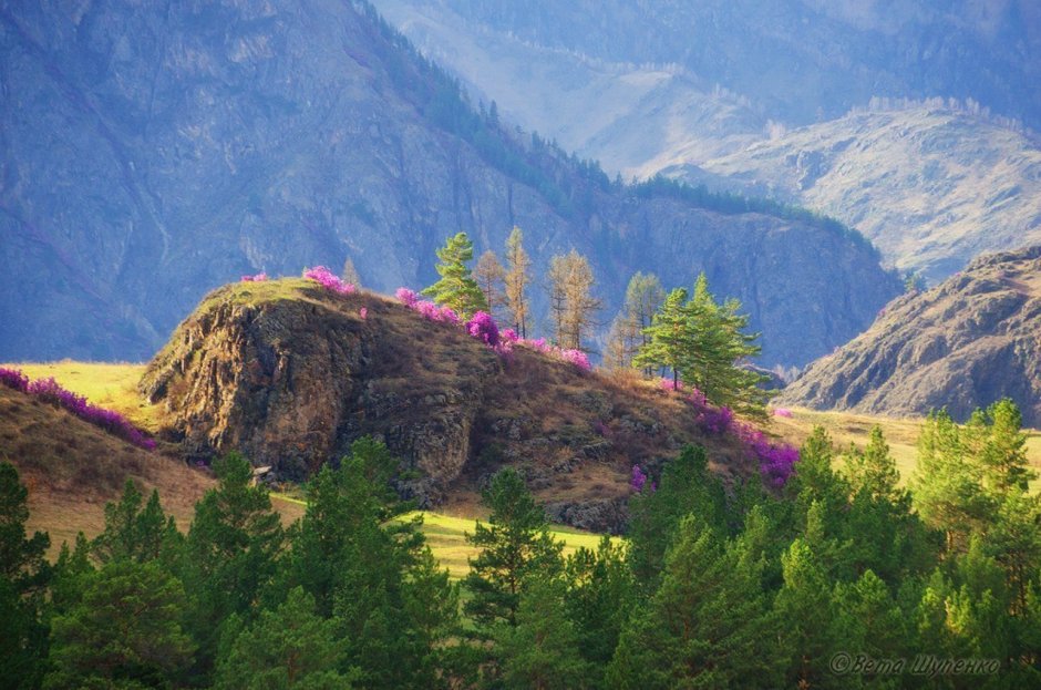 Маральник горный Алтай цветет горы