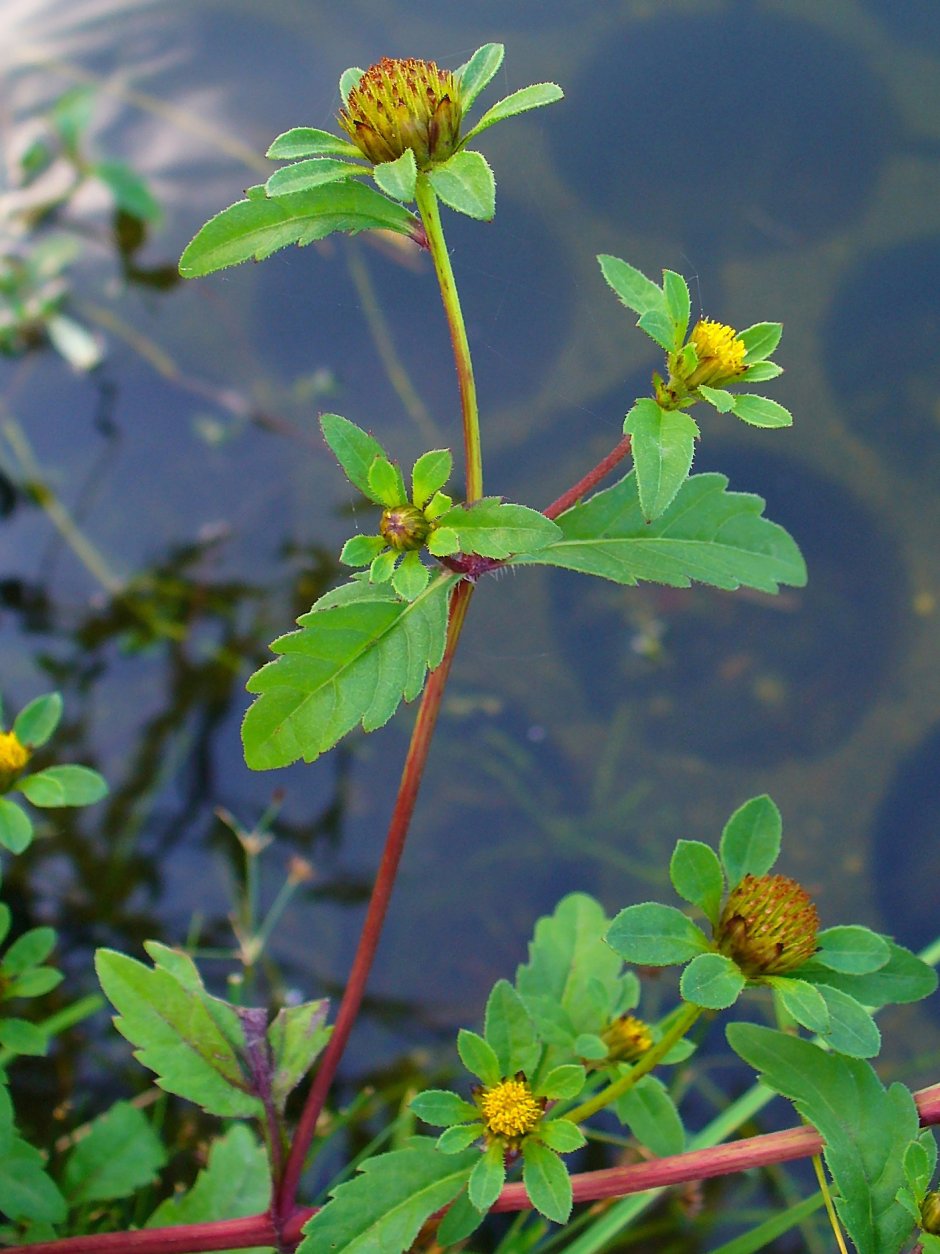 Череда трехраздельная (Bidens tripartita)