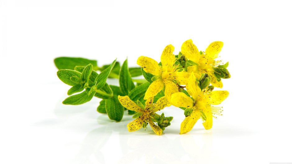 St. John 's Wort